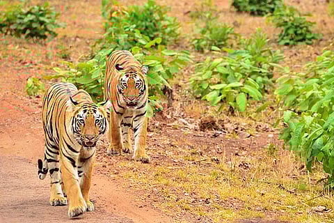 Tigers on a stroll in Tadoba
